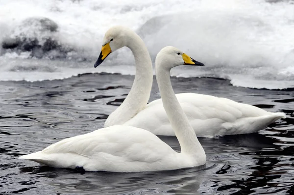 Two swans in love