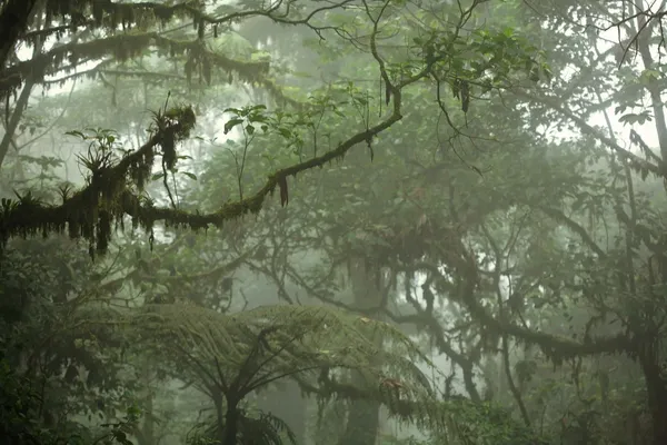 Tropical Rain Forest Canopy