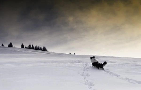 Lonely dog in the winter background