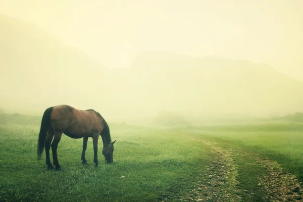 A horse grazes in the early morning fog
