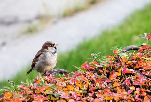 Sparrow in search of food