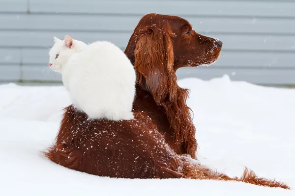 Red dog and white cat