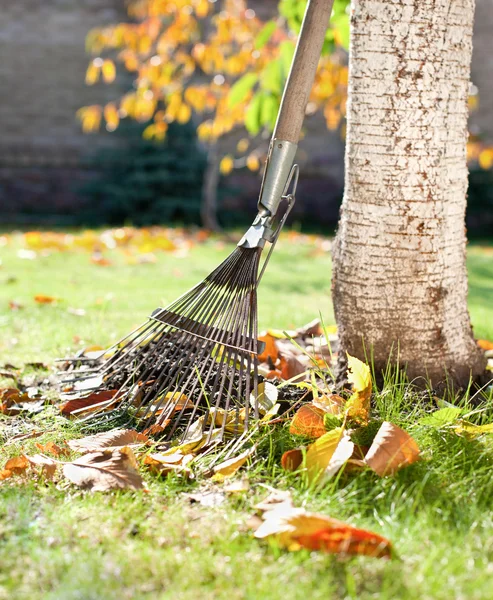 A rake and autumn leaves