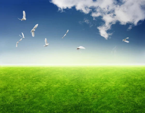 Field of grass, birds in blue sky and sun