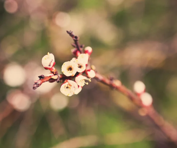 Vintage blossom tree flower