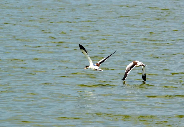 Sea gulls on lake