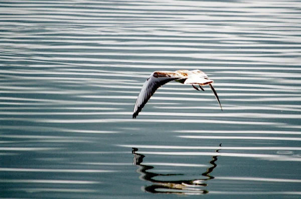 Sea gulls on lake