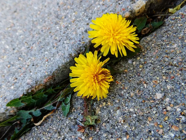 Dandelion flowers growing through crack in asphalt