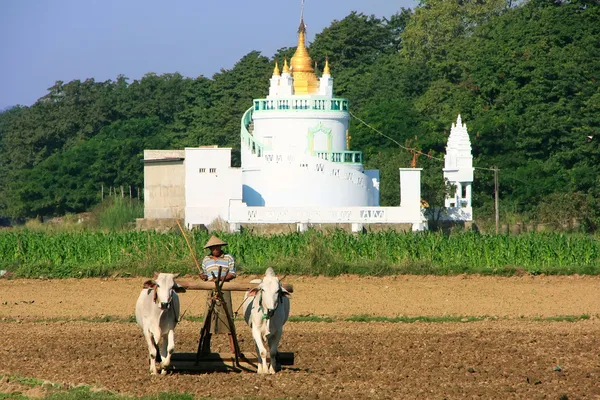 Local man working on a farm field near Buddhist temple, Amarapur