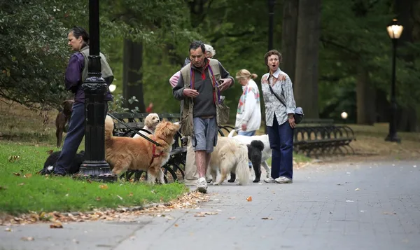 Early morning dog walkers in Central Park