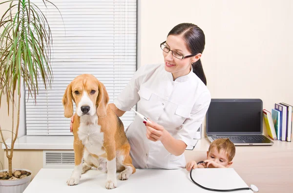 Veterinarian measures the body temperature of a beagle dog