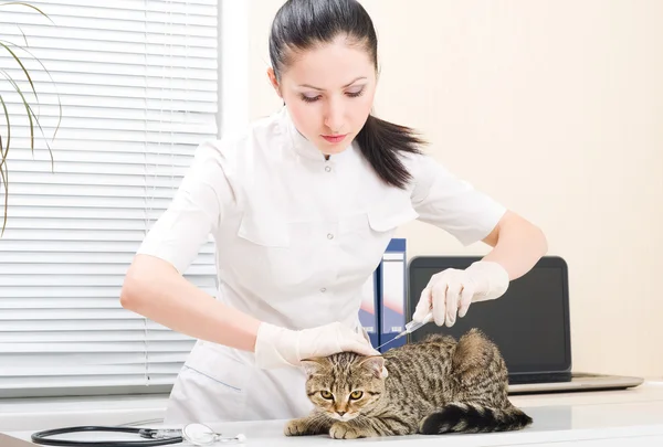 Vet makes an injection of kitten scottish straight