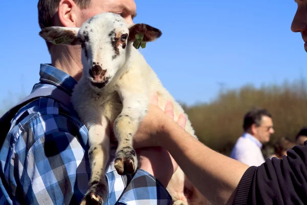 Man in blue shirt holding new born lamb
