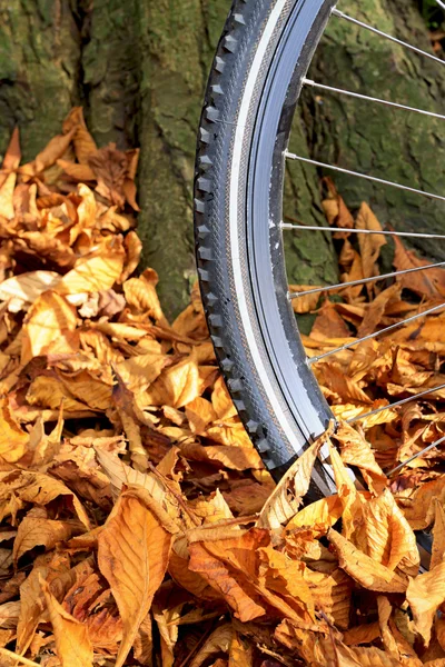 Bike wheel and tire tread with autumn leaves on the ground