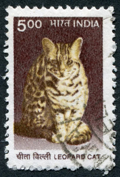 A stamp printed in India, shows a Leopard cat (Prionailurus bengalensis), circa 2000
