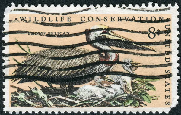 Postage stamp printed in USA, Wildlife Conservation Issue, depicted Brown Pelican (Pelecanus occidentalis)