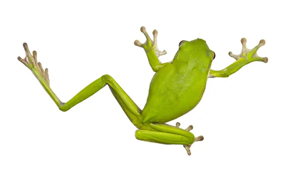 Green Australian tree frogs