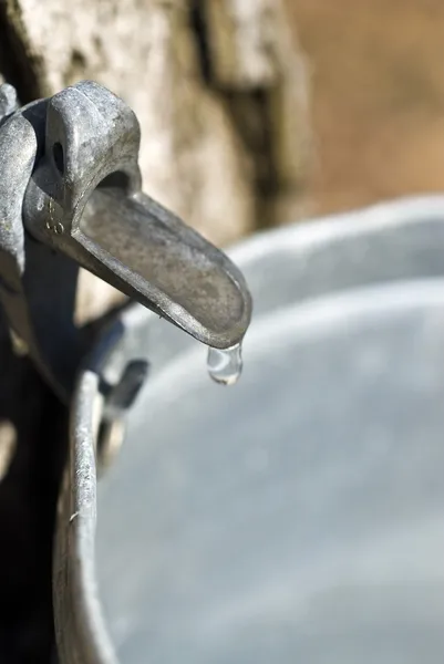 Droplet of sap flowing from the maple tree into a pail for make pure maple syrup