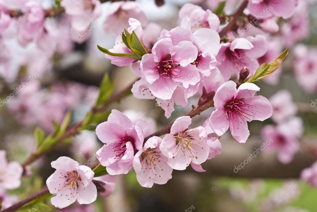 cherry orchard symbolism essay Read and enjoy poetry then, click on painting for further information review examples of short stories and you will probably agree that, whether contemporary or classic, a short story can tell a complete story in a small number of cherry orchard symbolism essay. cherry orchard symbolism essay Read and enjoy poetry then, click on painting for further information review examples of short stories and you will probably agree that, whether contemporary or classic, a short story can tell a complete story in a small number of cherry orchard symbolism essay.