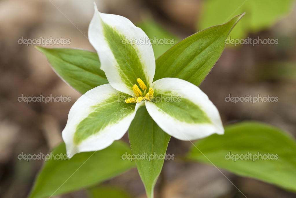 Ontario Trillium Symbol