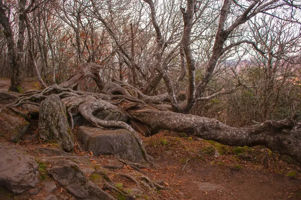 Craggy gardens