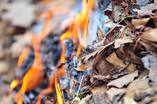 Leaves burning hazard