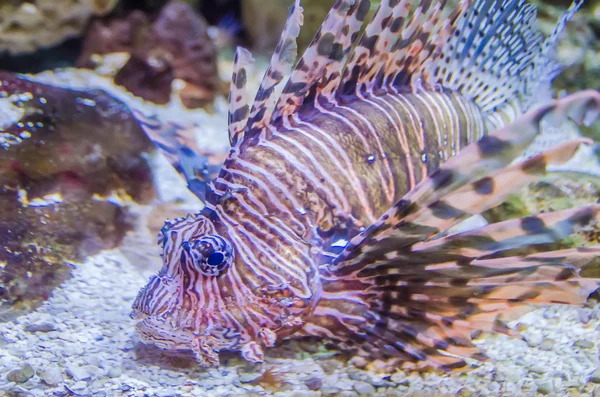 Poisonous exotic zebra striped lion fish