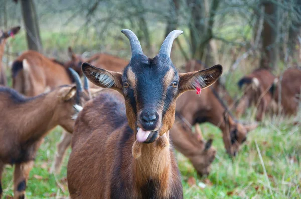 Funny goat puts out tongue