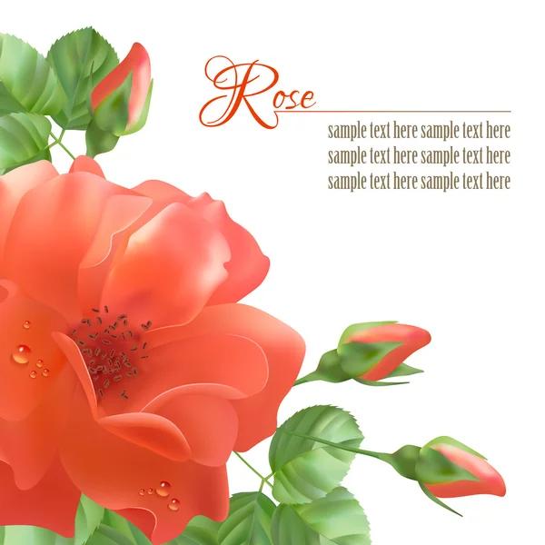 Flower Rose Vector Background