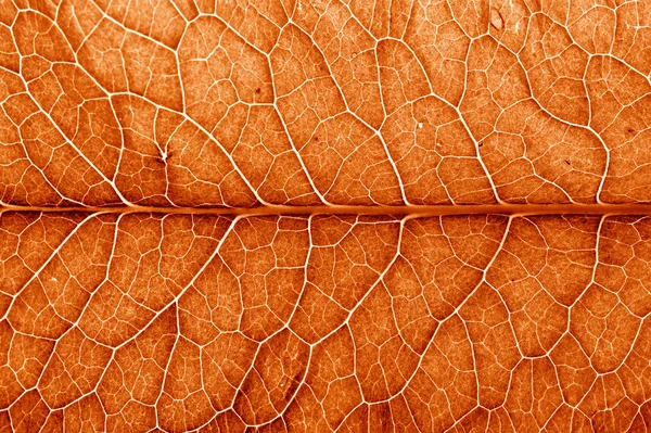 LEAF STRUCTURE BACKGROUND WITH ILLUMINATED LIGHT