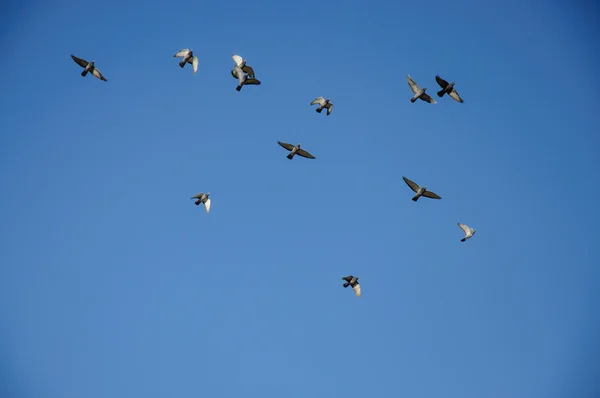 Group of flying birds