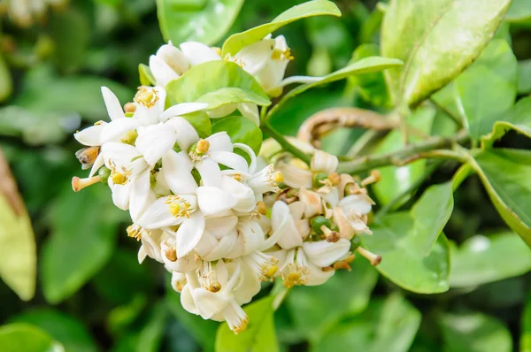 Orange tree blossom