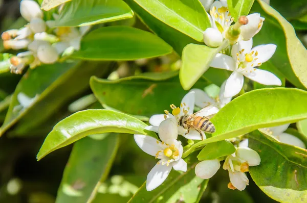 Bee collecting pollen from an orange tree flower