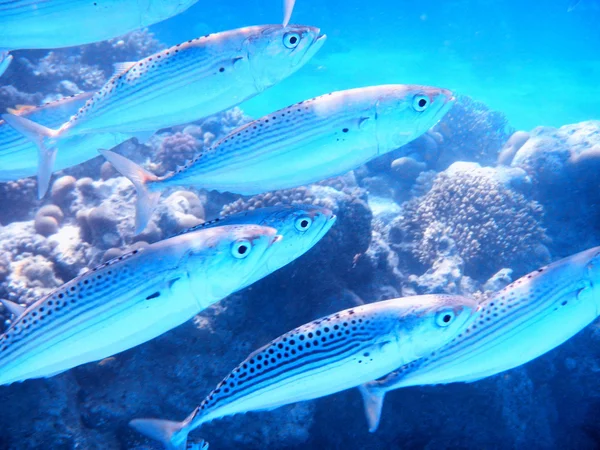 School of sardine in the Red Sea, Egypt