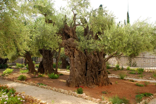 Old olives in Gethsemane garden