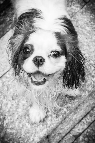 Dog portrait in black and white