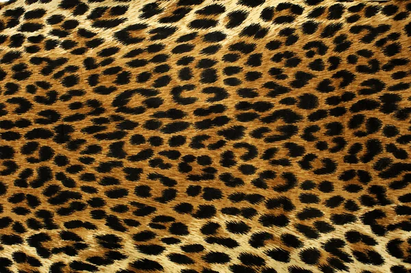 Leopard Spots