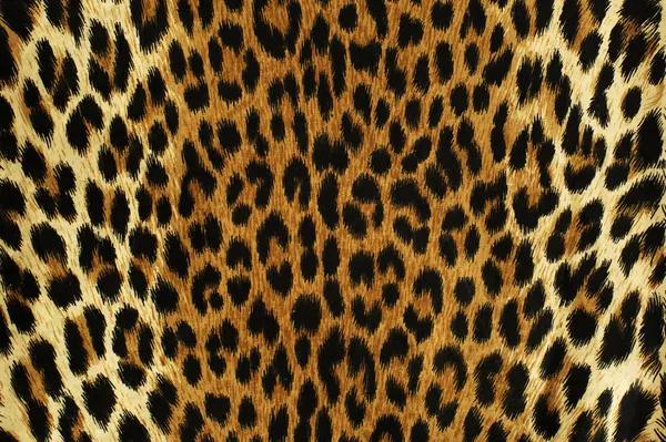 Black spots of a leopard