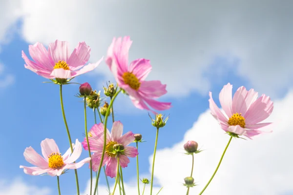 Bright pink spring flowers on blue cloudy sky background
