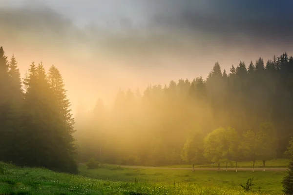 Sun rays breaking through the clouds and fog in forests