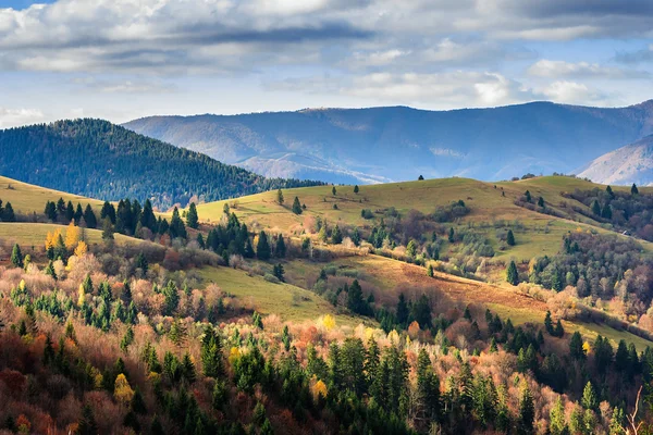 Coniferous and yellowed trees in valley on a mountain hillside w
