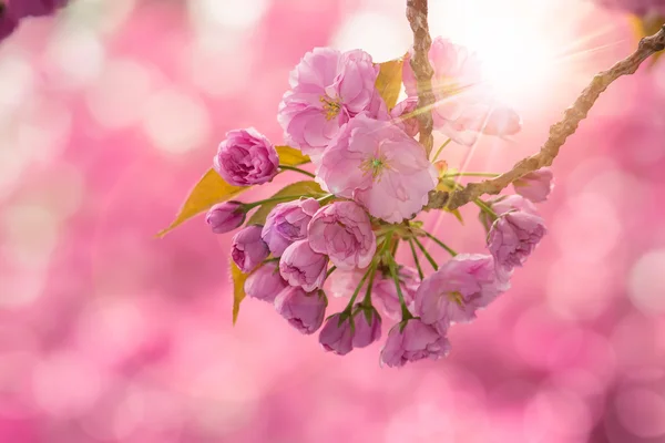 Pink cherry blossom flowers