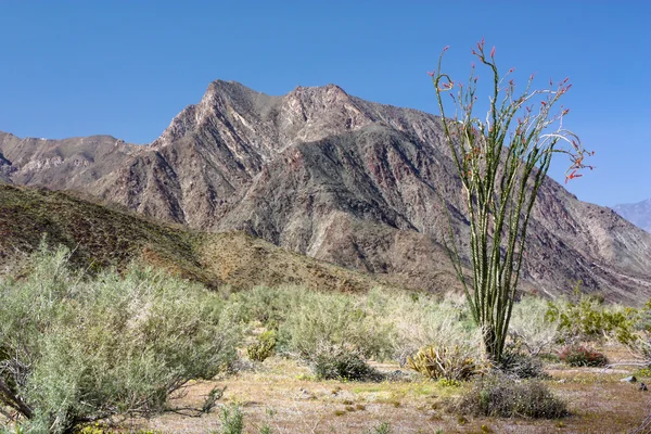 피 Ocotillo 공장  
