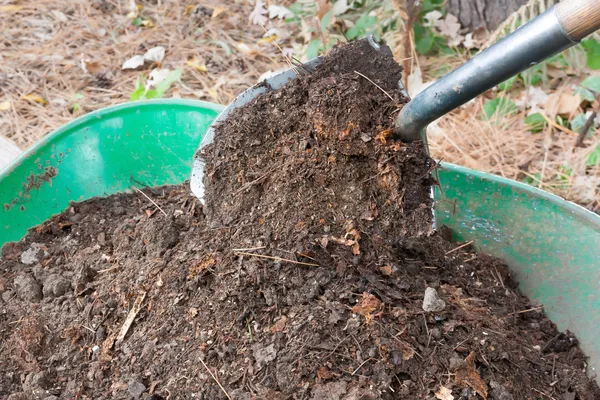 Shovel Pours Compost into Wheelbarrow