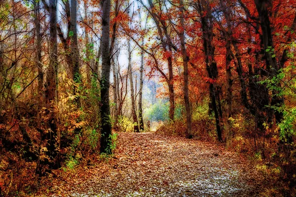 Enchanted Minnesota Forest Path in Indian Summer