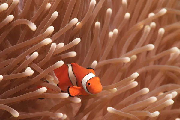 Ocellaris Clownfish; Clownfish or False Percula Clownfish Amphiprion ocellaris