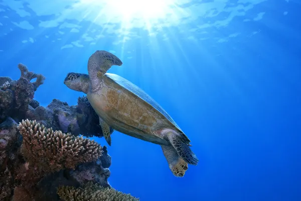 Green Sea Turtle Chelonia mydas