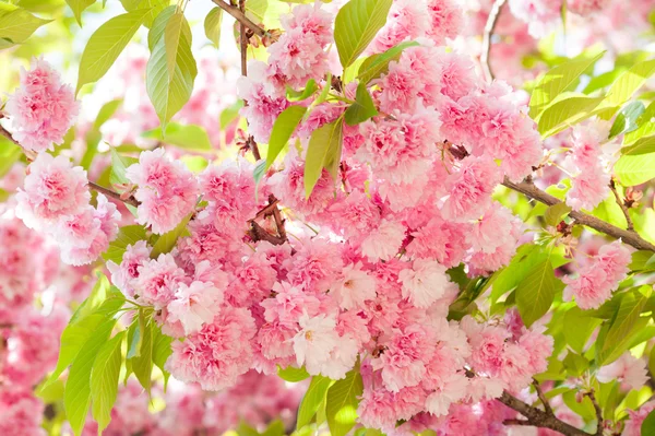 Sakura, cherry blossom in spring