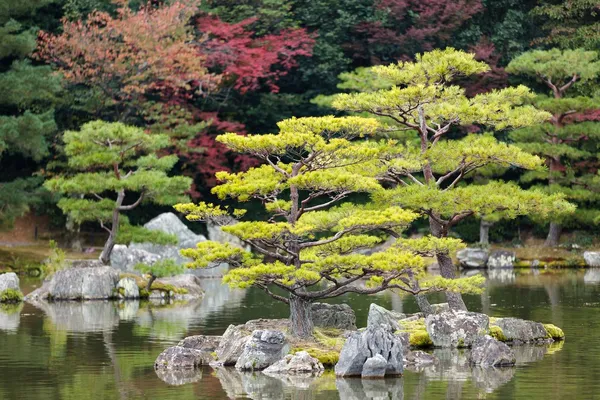 Zen pine tree