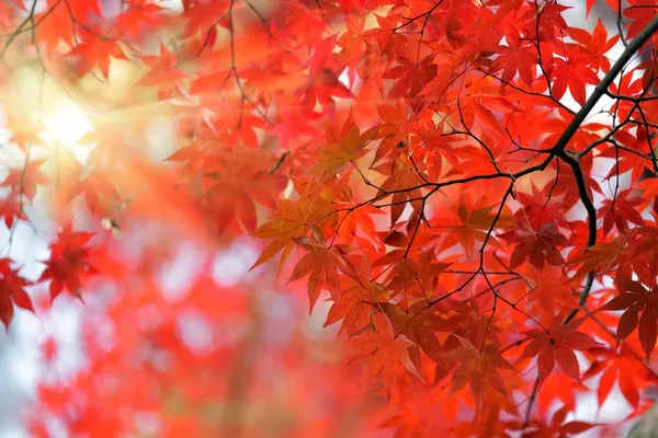 Japanese red maple tree